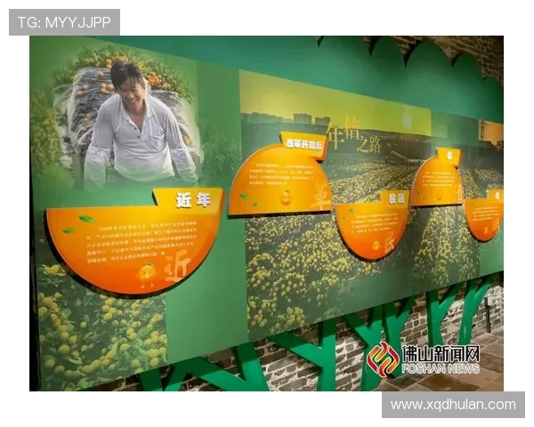 成都排球队的崛起之路欧锦赛背后的奋斗与荣耀