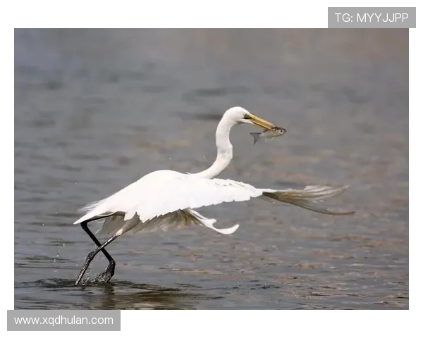 秘鲁与丹麦激战正酣实时直播精彩瞬间全记录